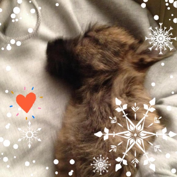 moxiecatny